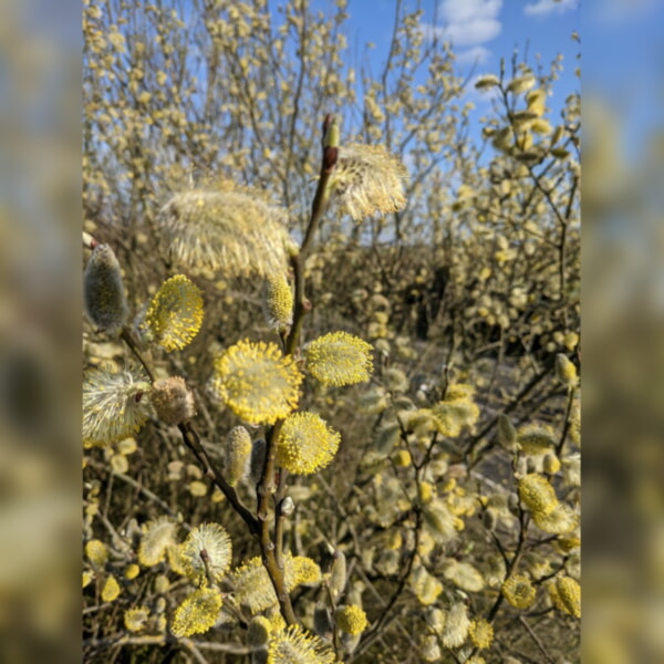 Willow Blossom Willow Blossom