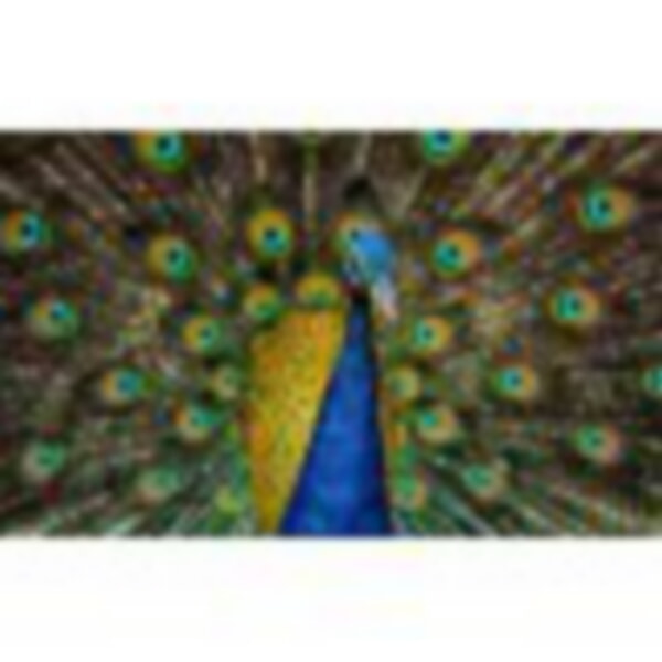 Paon means peacock