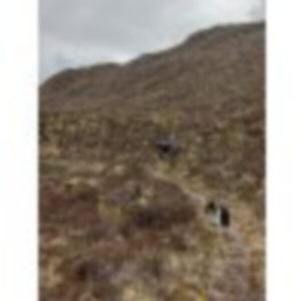 dog leads the way to Ling Hut