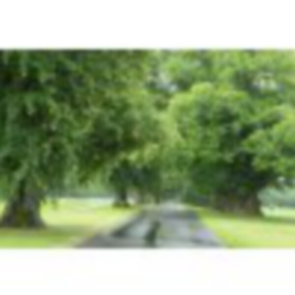 The approach is stunning along an avenue of old trees, on the right, huge Sweet Chestnuts.
